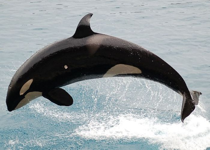 Wikie, la primer orca en reproducir palabras humanas. Foto: Pixabay