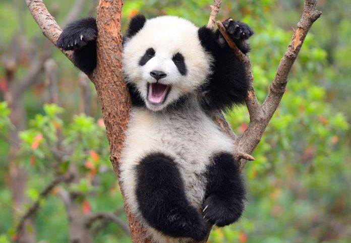China planea construir un parque nacional de pandas gigantes para fomentar la reproducciÃ³n entre las poblaciones silvestres existentes.