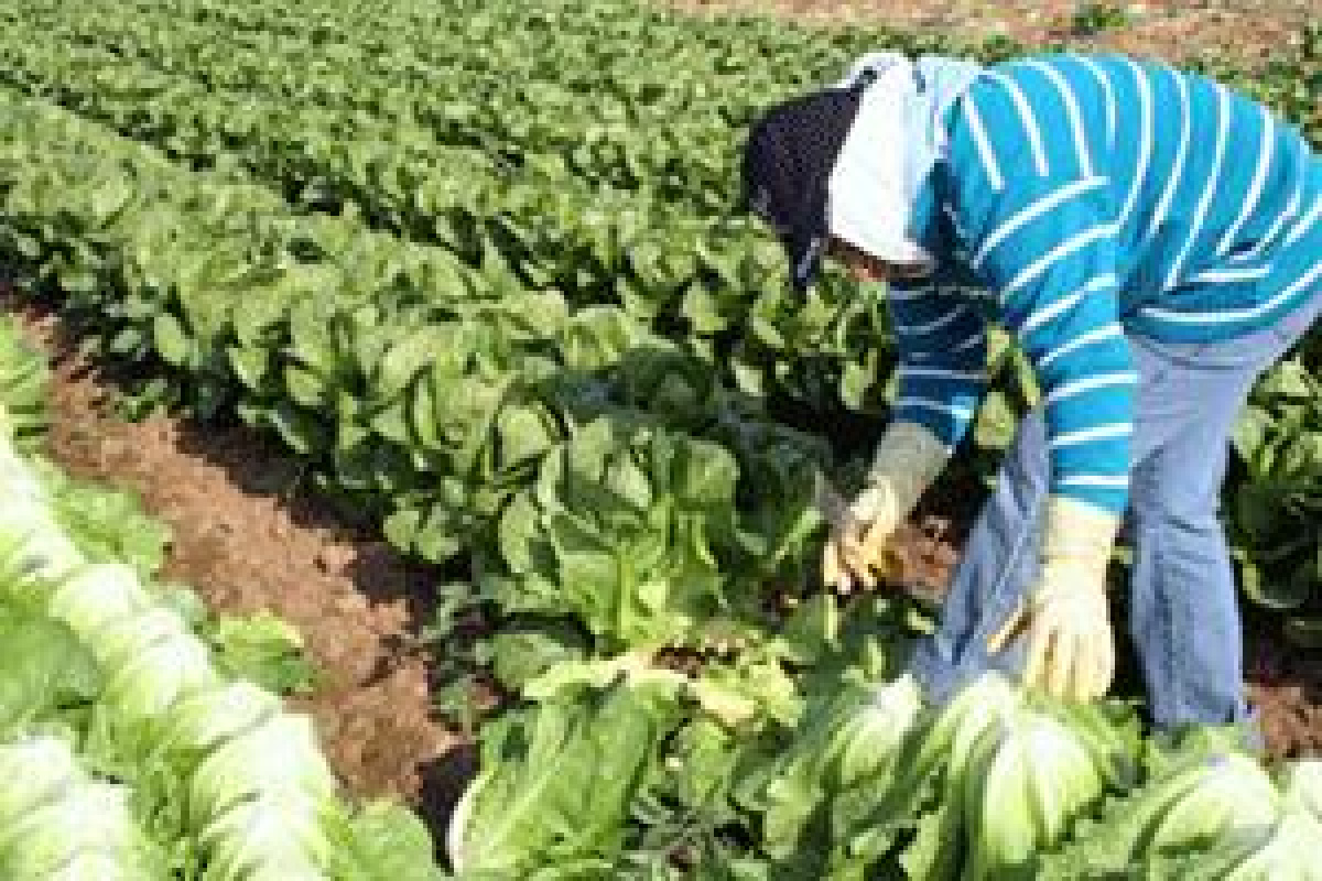 Las actividades primarias mostraron un mayor incremento a nivel nacional con 4.9% donde destacó la productividad del Estado de México, Tlaxcala y el Distrito Federal. Las actividades primarias mostraron un mayor incremento a nivel nacional con 4.9% donde destacó la productividad del Estado de México, Tlaxcala y el Distrito Federal.
