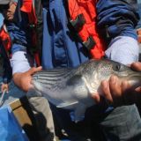 México  es el traficante número uno de China para la obtención de animales marítimos, especialmente del Totoaba, un pez de casi dos metros que habita en el Golfo de California.
