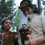8.6 de los mexicanos han consumido mariguana, al menos una vez en su vida.