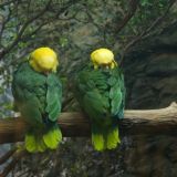 La habilidad para imitar la voz humana es una de las razones de la alta demanda del loro cabeza amarilla, un ave endémica de Tamaulipas que está en peligro de extinción.
