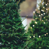 Ambos tipos de árboles navideños -naturales y artificiales- tienen tanto sus ventajas como sus desventajas para el medio ambiente