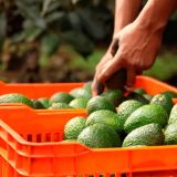 De perder un panel por el tema del maíz amarillo, industriales advierten que podrían haber represalias contra cultivos de alto valor como el aguacate. (Foto: Gobierno de México)