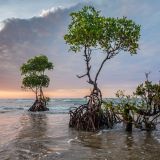 Los estragos del cambio climático en el territorio mexicano se han dejado ver en los últimos años, según los expertos (Foto: Gobierno de México) 