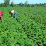 Las lluvias favorecieron al campo.