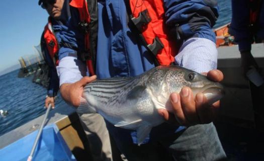 México  es el traficante número uno de China para la obtención de animales marítimos, especialmente del Totoaba, un pez de casi dos metros que habita en el Golfo de California.