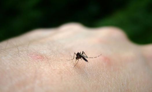 Un 20% de la población resulta especialmente atractiva para los mosquitos.