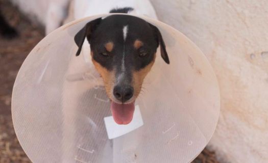 El "cono de la vergüenza" ahora puede ser un gran accesorio para tu mascota