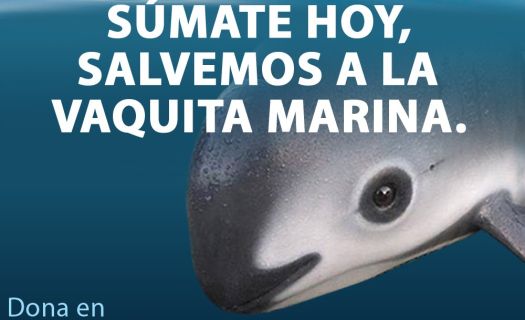 La WWF entregó 220 mil firmas pidiendo la preservación de la vaquita marina