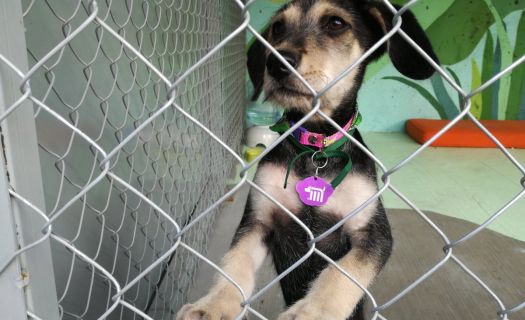 El Centro de Transferencia Canina está ubicado en la delegación Azcapotzalco