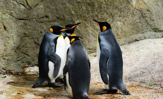 Pingüinos. Foto: Pingüinos/Pixabay