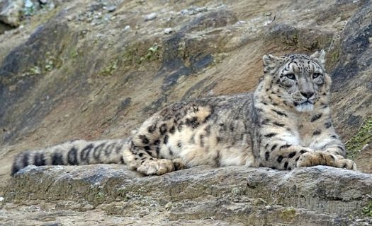 Leopardo de las Nieves. Foto: Pixabay