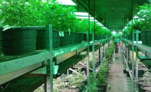 En Calfornia, a los productores de marihuana les sale más caro unirse al sistema que permanecer en la ilegalidad