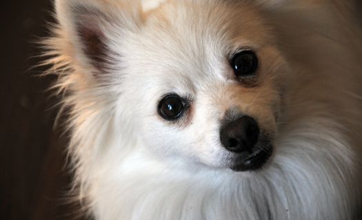 Estas son las razas del perros más robadas de la CDMX. Foto: publicdomainpictures