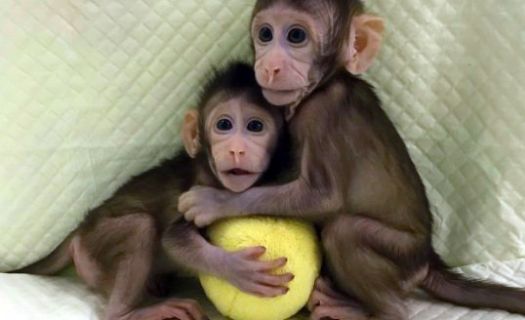 Macacos clonados en China