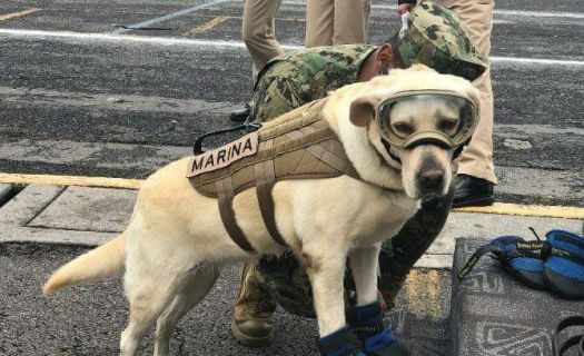 La perrita Frida donó sus botitas de rescatista al Museo del Calzado de la CDMX