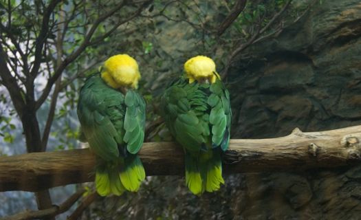 La habilidad para imitar la voz humana es una de las razones de la alta demanda del loro cabeza amarilla, un ave endémica de Tamaulipas que está en peligro de extinción.