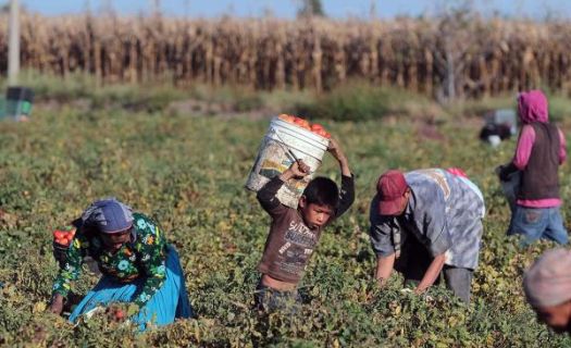 El trabajo infantil se concentra principalmente en el sector agrícola que acapara a 30% de los menores, una actividad no permitida (Imagen: @desinformemonos)