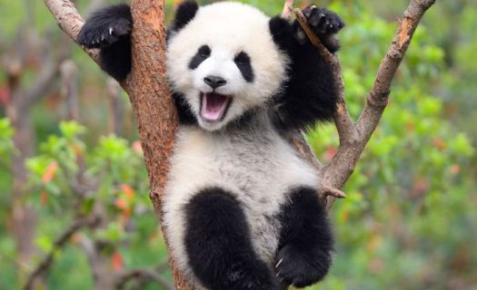 China planea construir un parque nacional de pandas gigantes para fomentar la reproducción entre las poblaciones silvestres existentes. 