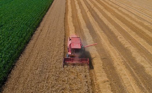 El aguacate es todavía el producto más valioso de la balanza de exportaciones agropecuaria (Foto: Cámara de Diputados)