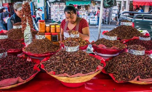 México es uno de los mayores consumidores de insectos en el mundo. (Foto:Flickr)