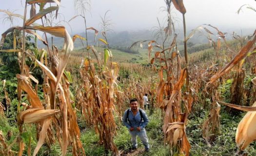 El cambio climático también amenaza la producción agrícola y la seguridad alimentaria de México y el mundo.  (Foto:Gobierno de México)