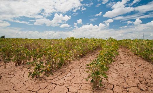 El sector agrícola mexicano ya sufre las consecuencias del cambio climático. (Foto: Gobierno de México)