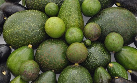 En 2021, México produjo cerca de 2.5 millones de toneladas de aguacate. (Foto: Gobierno de México)