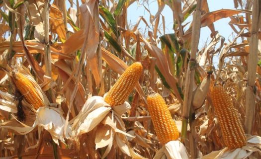 El gobierno mexicano argumenta que el maíz amarillo genéticamente modificado representa riesgos para la salud y medio ambiente. (Foto: Gobierno de México)
