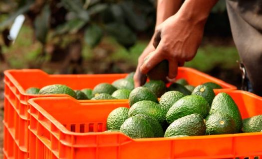 De perder un panel por el tema del maíz amarillo, industriales advierten que podrían haber represalias contra cultivos de alto valor como el aguacate. (Foto: Gobierno de México)