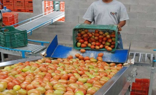 Empacadora de tomates.