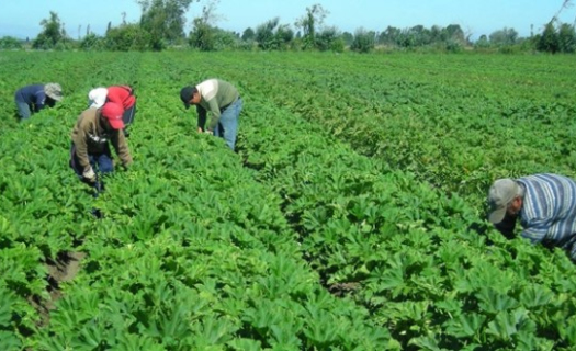 Las lluvias favorecieron al campo.