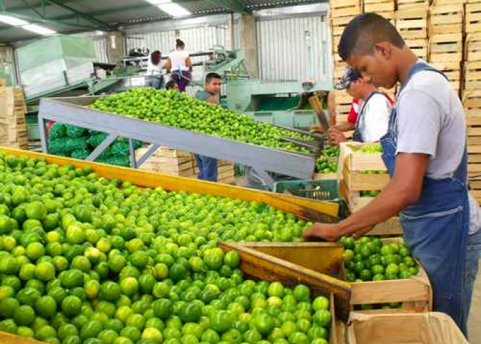 Inegi indicó al limón, la gasolina, cebolla y gas doméstico natural como los principales elementos de encarecimiento de precios.