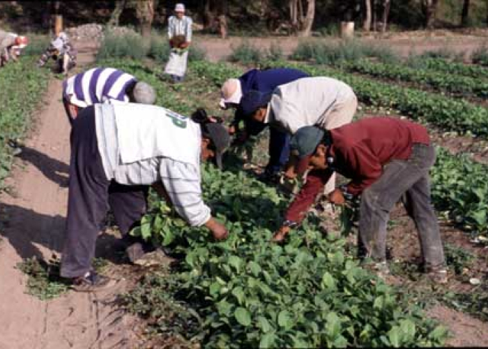 El trabajo informal en el sector agrícola creció 2.7% en el primer trimestre del año.