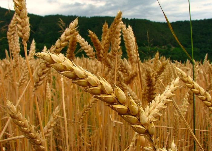 El trigo representa el 16% de las exportaciones de México hacia Turquía. 