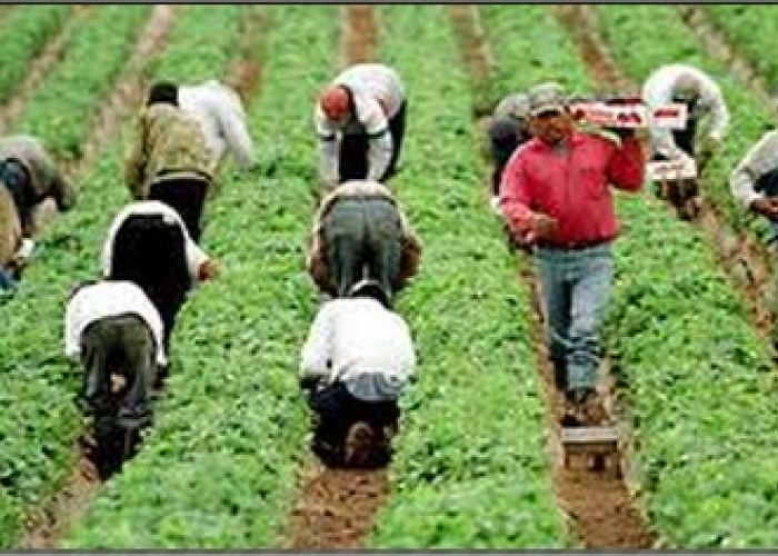 Sólo el 4% de los trabajadores guatemaltecos que laboran en México cuentan con seguridad social.