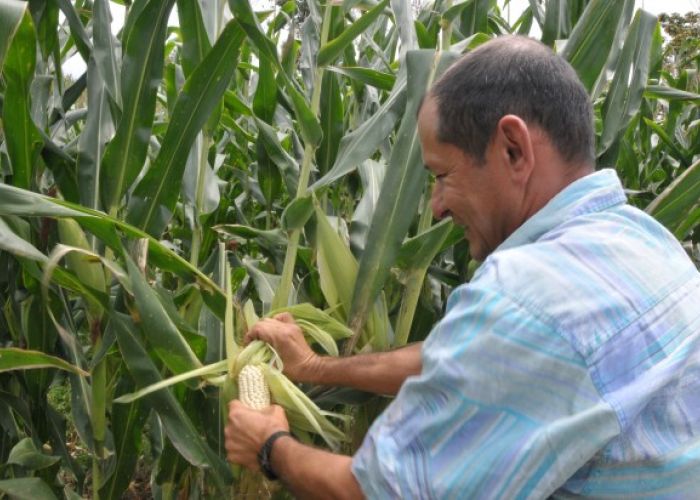 La producción de maíz impulsó al alza el crecimiento de la actividad primaria en agosto.