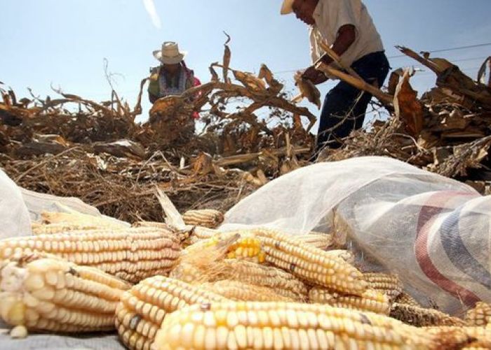 Estados Unidos, país que provee más del 80% del maíz importado a México, produce 15 veces más que el país.