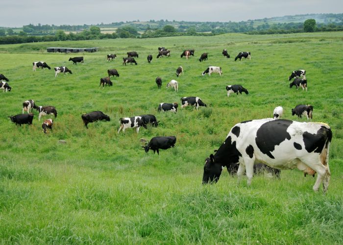 La producción de maíz destinado para alimentar al ganado se incrementará 3 toneladas en el ciclo agrícola primavera - verano 2015.