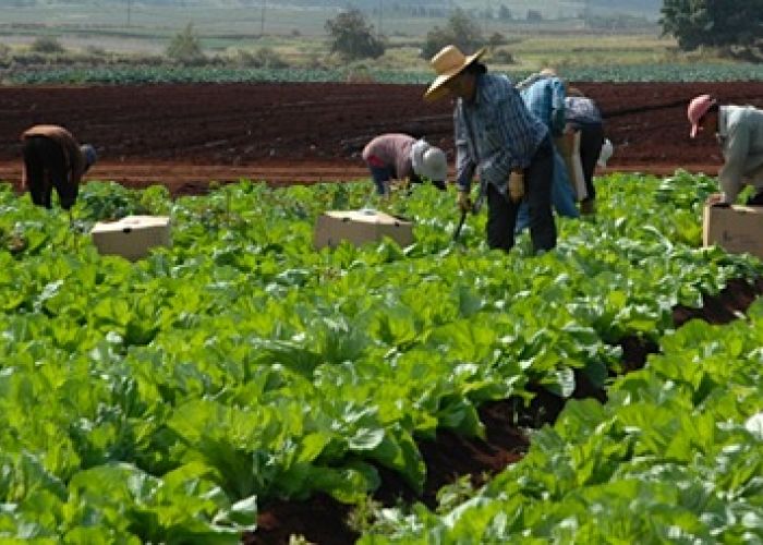 Las actividades agrícolas “igual puede subir muchísimo en un mes que bajar” ya que su carácter obedece al clima y temporalidad, advirtió el economista Jonathan Heath.