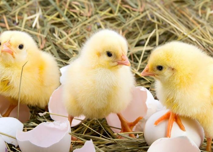 La Unión de Productores de Huevos de Estados Unidos se ha comprometido a terminar con el asesinato de pollos macho.