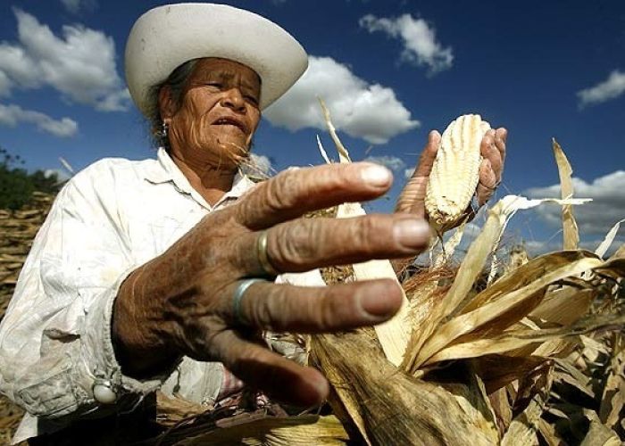 Los jóvenes se fueron, al campo mexicano lo sostiene la gente mayor.