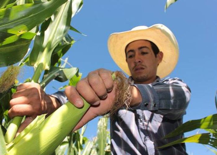 El recorte redujo el presupuesto a 10,309.5 millones de pesos, que alcanza para 1,516,645 productores.