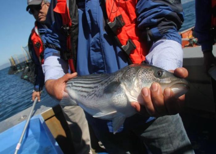 México  es el traficante número uno de China para la obtención de animales marítimos, especialmente del Totoaba, un pez de casi dos metros que habita en el Golfo de California.