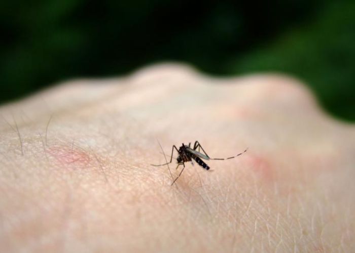 Un 20% de la población resulta especialmente atractiva para los mosquitos.