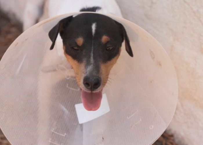 El "cono de la vergüenza" ahora puede ser un gran accesorio para tu mascota