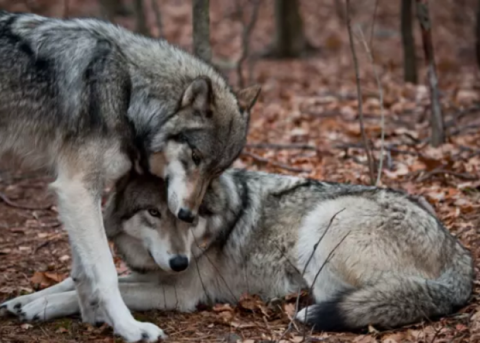 El lobo gris tiene un modelo de manada muy similar al de una familia: un lobo, una loba y sus cachorros.