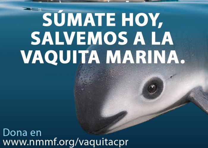 La WWF entregó 220 mil firmas pidiendo la preservación de la vaquita marina