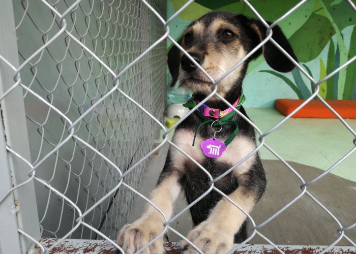 El Centro de Transferencia Canina está ubicado en la delegación Azcapotzalco